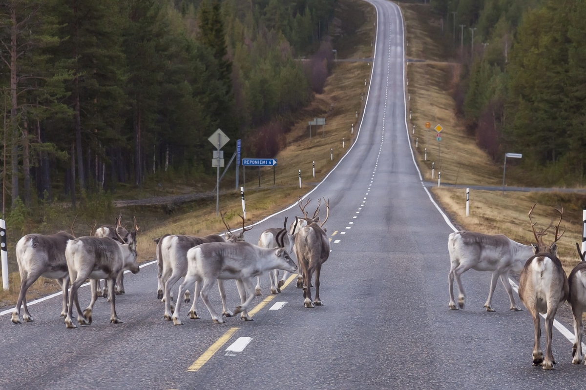 Aja varovasti Lapissa! Tiellä saattaa olla yllättävän karvaista väkeä!