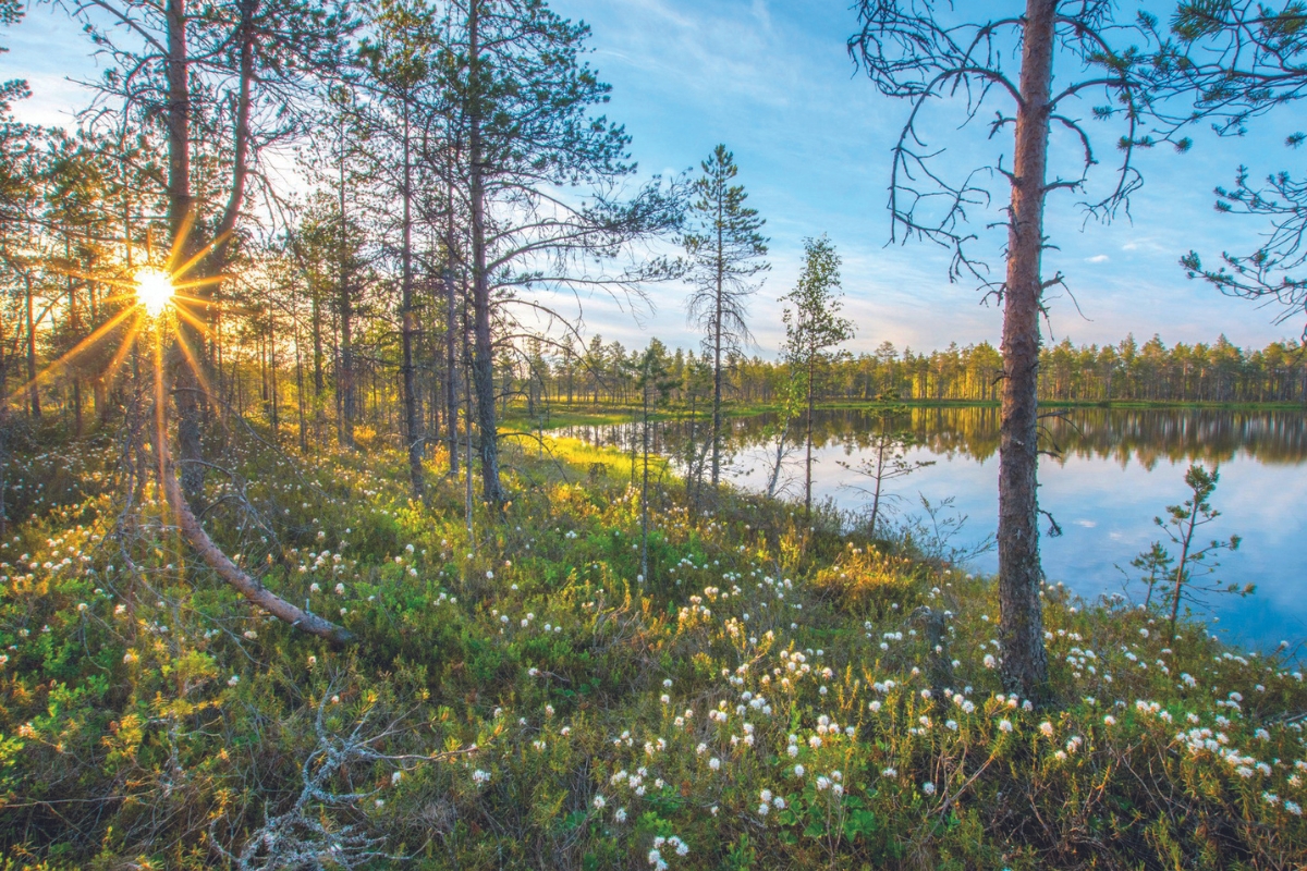 Pyhä-Häkki kuva by Saarijärven Kaupunki