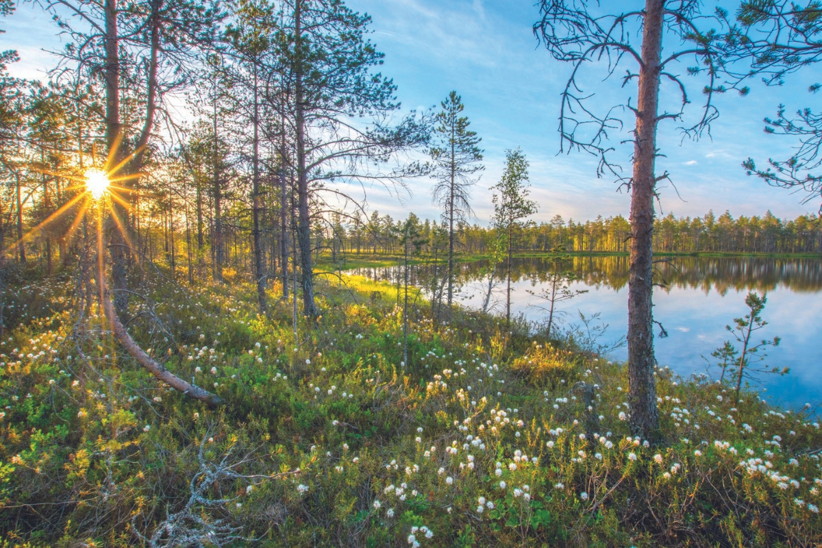 Pyhä-Häkki national park was formed in 1956. 